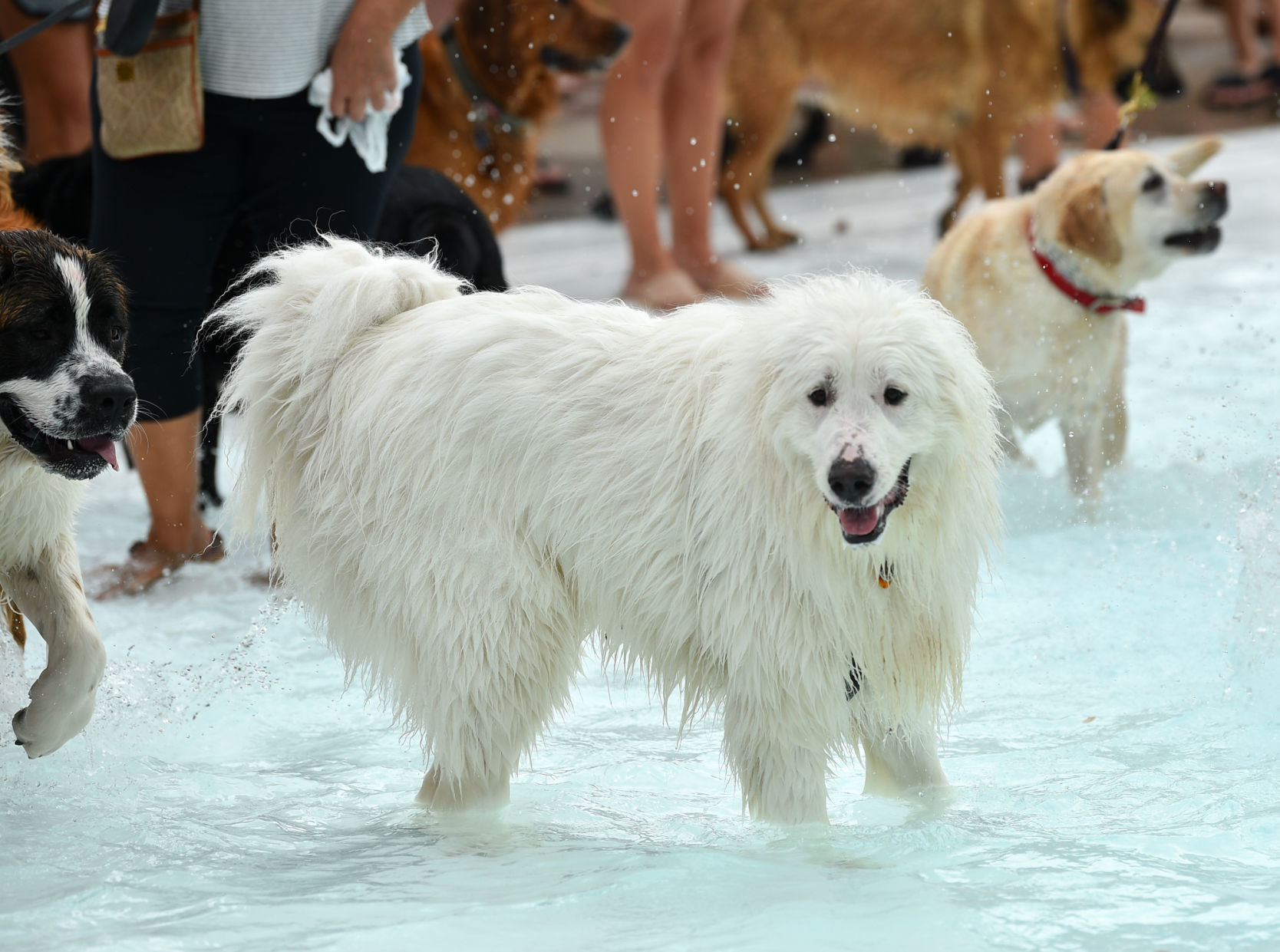 082919-bet-doggysplash-126a.JPG